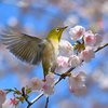 🐥上野公園のメジロ❗