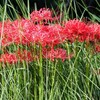 北柏ふるさと公園の彼岸花