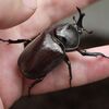 コカブト並みのチビカブト