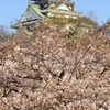 花見日和に大阪城公園へ