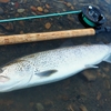 釣り上げるのに背筋の力を使う魚か。