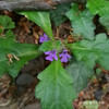 キランソウ Ajuga decumbens