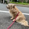 きなこ、触れ合う