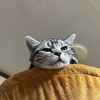 猫、急に変化した場所