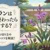 シランは花が終わったらどうする？花茎の切り方や株分けのコツを解説！