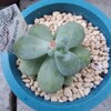 🌵多肉植物❪天使の雫❫カットその後　❪女雛❫❪プロリフェラ❫の植え替え🌵