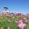 水俣の風に揺れるコスモス５万本　中尾山公園、10月末まで見頃