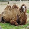 仙台の動物園に行ってみた