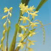 Coelogyne pangasinanensis(Dendrochilum pangasinanense) 