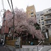 2023/03/21 お花見（津の守弁財天、常円寺）