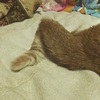 ねこ写真#52