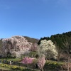 紀伊半島　-桜