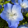 ネモフィラの花たち