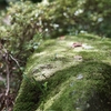 岐阜公園で苔を撮る