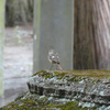 留鳥なジョウビタキ