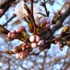 巾着田の桜開花情報2013