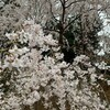 早朝花見、しだれ桜！