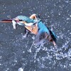 カワセミ春夏秋冬（17）