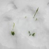 荒れ庭にも春