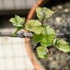 芽吹きを悩み続けているブドウ