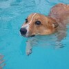 【動画】短い足で必至に泳ぐコーギーが可愛すぎる【犬】