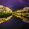 【桜開花情報】2016/04/03 松崎の桜