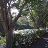 白い花の散歩道