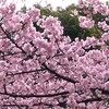 奇想の系譜展　江戸絵画ミラクルワールド