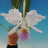 Cattleya gaskelliana  f.semi-alba`Sara'