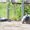 鳩も暑い