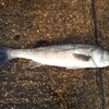 【釣行記】ハネを狙いに大阪南港魚釣り公園に行きました。