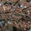 桜の開花応援