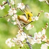 庭園の野鳥たち