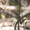 クチシロミツスイ(White-gaped Honeyeater)など