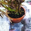トリミングした水草を30cm規格水槽で使ってみた～！