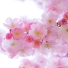 地域によって異なる桜の開花時期について♪