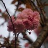 八重桜も咲き出しました