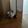 猫、やる気スイッチが入らない