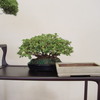 <span itemprop="headline">展示会のリハーサル</span>