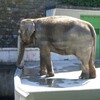  円山動物園のゾウの花子が骨格標本で帰ってくる