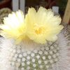 2018年5月に咲いていた雪晃です。家のは黄色い花が咲きます。
