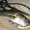 西尾店　西尾市内＆衣浦方面　シーバス　釣果情報！　～Foojin' RS　パルチザンC83ML入魂！ ＆ プチインプレ～
