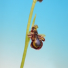 Ophrys speculum