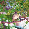 2020.11.27　神社裏.出会いの野鳥たち....15選