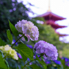 高幡不動の紫陽花 in 2015年度