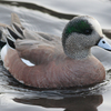 アメリカ緋鳥（アメリカヒドリ）♂