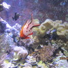 ３．２７（月・晴れ）美ら海水族館。阿波さんと飲食。