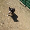 老犬ホームあん｜新人さん チャッピー^^