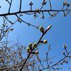 新発田市「加治川治水記念公園」早咲きの桜 2025 (3/23)