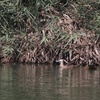 アフリカコガモ Blue-billed Teal